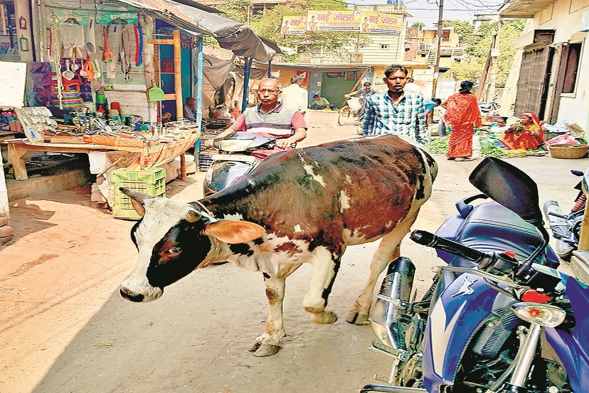 jharkhand News: धनबाद की सड़कों पर आवारा पशुओं ने मचा रखा है आतंक, कई की ले चुका है जान, निगम बेपरवाह