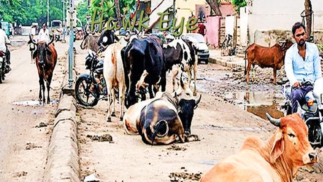गोबर से होगा बायो-सीएनजी का उत्पादन, गोशाला अर्थव्यवस्था पर काम कर रहा है नीति आयोग
