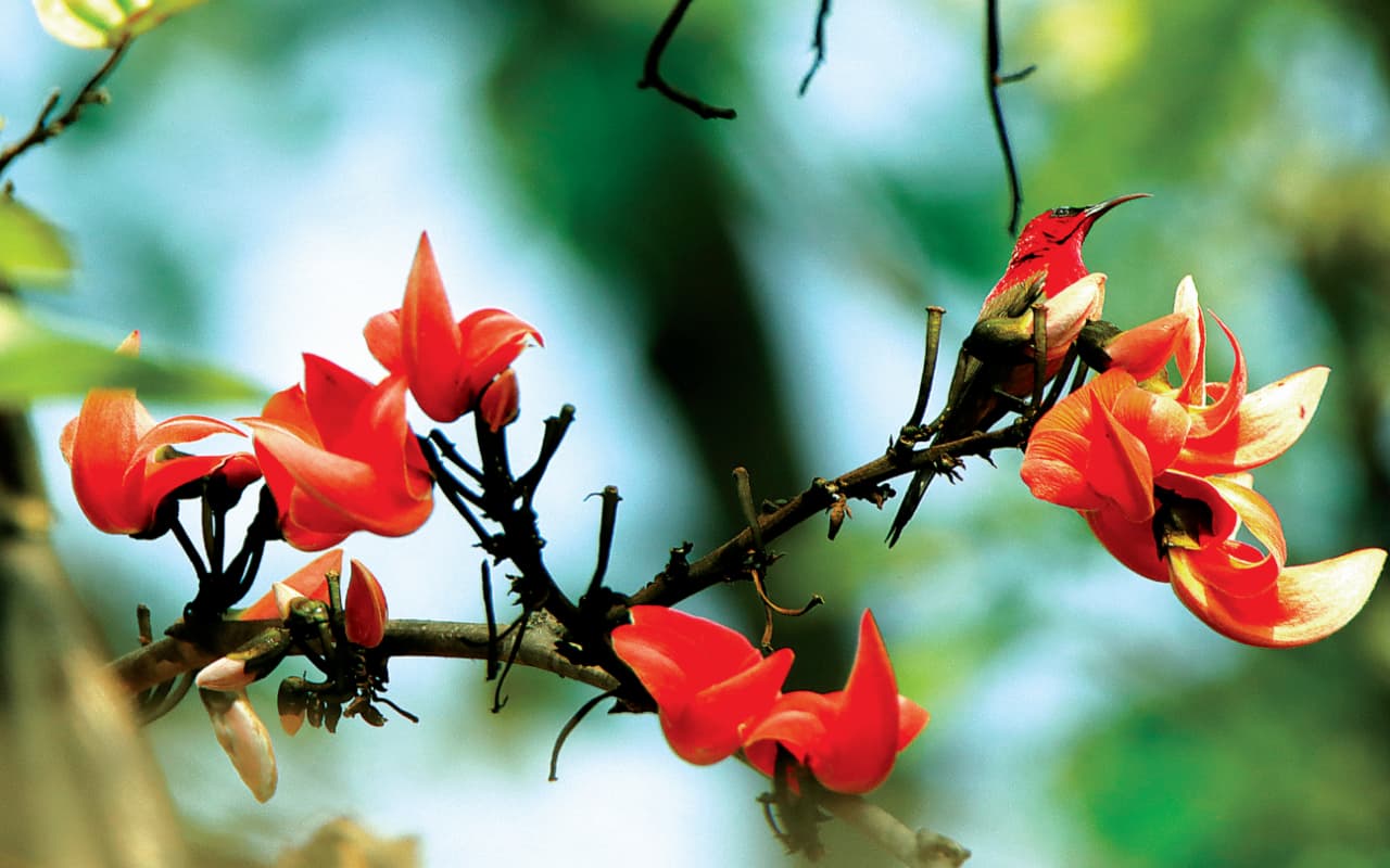 पक्षियों का समर माइग्रेशन : उत्तर भारत और पूर्वोत्तर के जंगलों से झारखंड पहुंचे रहे हैं पक्षी