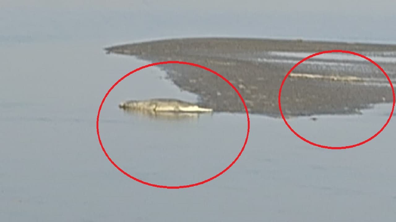 VIDEO: बिहार में छठ घाट पर घूम रहे विशालकाय मगरमच्छों को देखिए, लोगों को किया गया सतर्क..