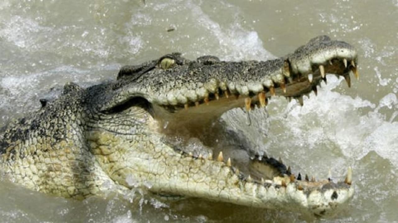 Bihar News: वाल्मीकि नगर में घर में घुसा 8 फीट लंबा मगरमच्छ, वन विभाग ने बचाई जान