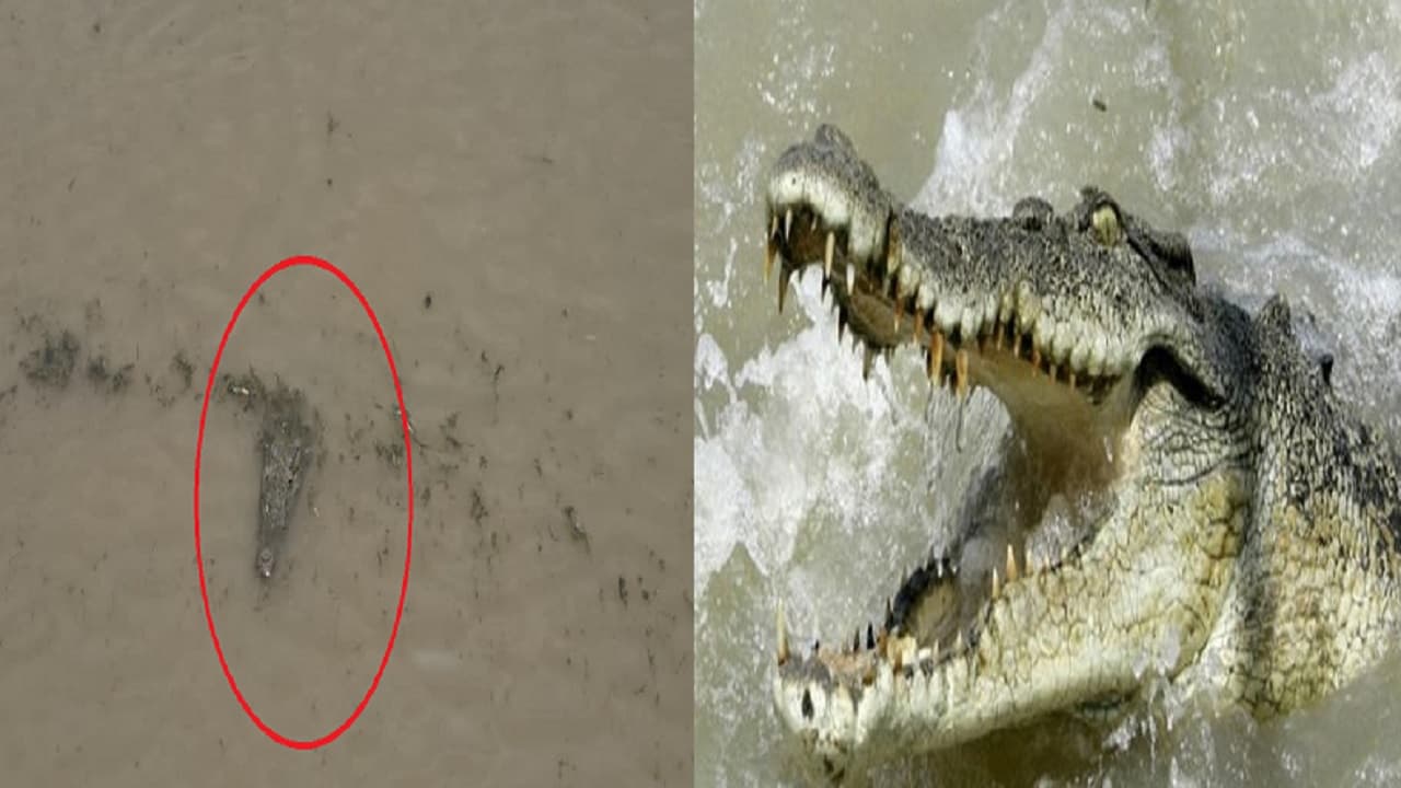 VIDEO: सुल्तानगंज गंगा घाट समीप फिर दिखा मगरमच्छ, श्रद्धालुओं में हडकंप, माइकिंग से किया जा रहा सतर्क