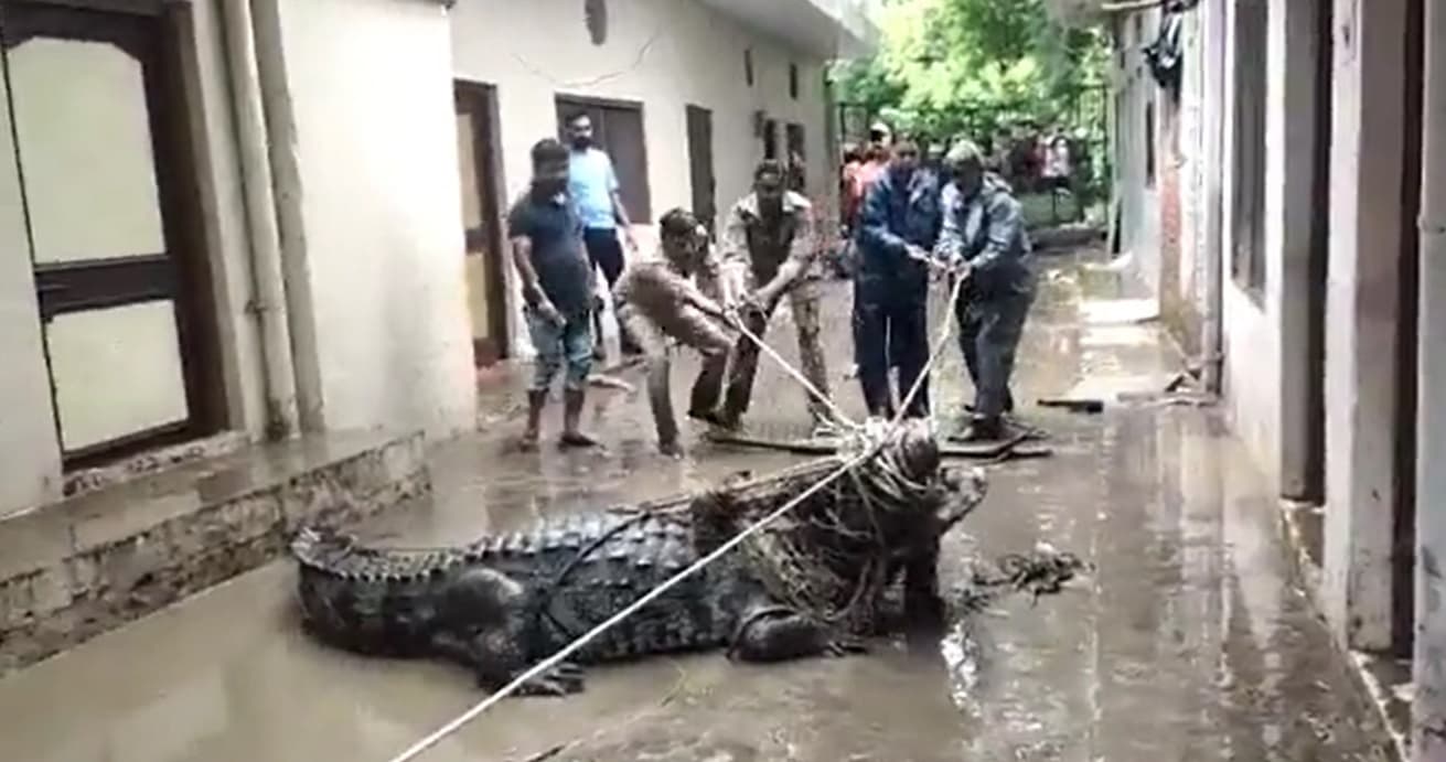Prayagraj News: प्रयागराज में बाढ़ की दहशत के बीच सड़क पर मगरमच्छ, लोगों के उड़े होश, देखें VIDEO