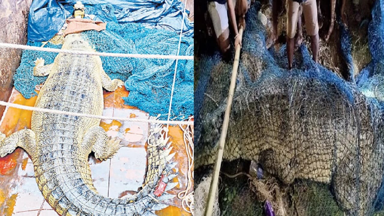 बिहार में 17 फुट लंबे घड़ियाल का खौफ, शरीर पर लगा मिला ट्रैकिंग मशीन, अब इस नदी में छोड़ेगा प्रशासन...