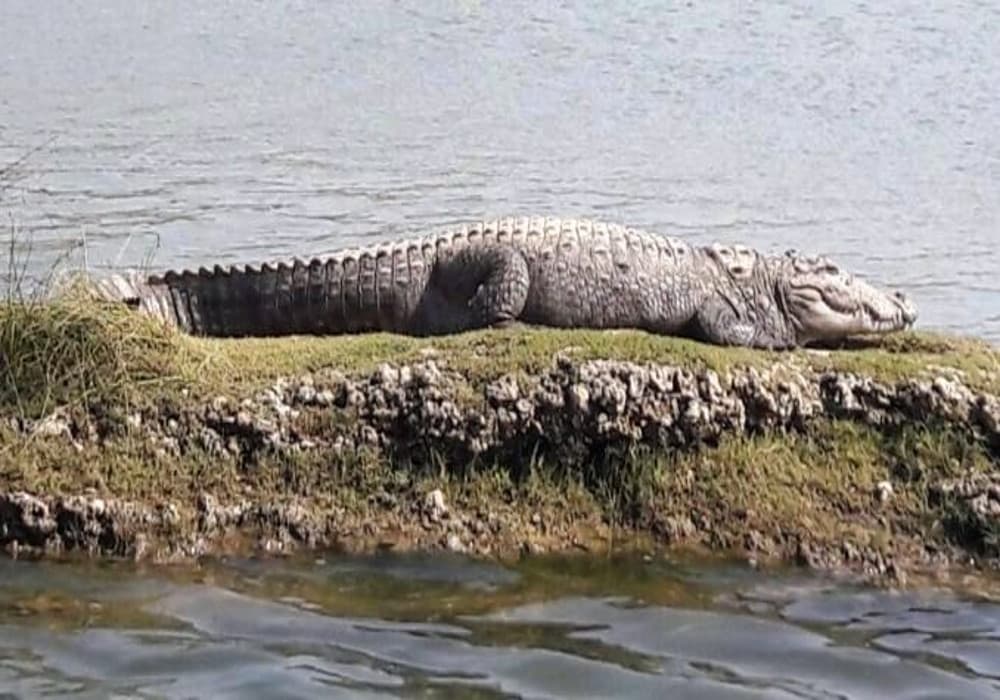 घड़ियाल का दूसरा सफल प्रजनन स्थल बना बिहार, तीन वर्षों के दौरान गंडक नदी में दो गुनी हो चुकी है संख्या