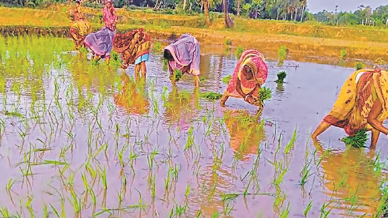 लोहरदगा के कैरो में 70% धान रोपनी का कार्य पूरा, नंदनी डैम की वजह से छायी हरियाली