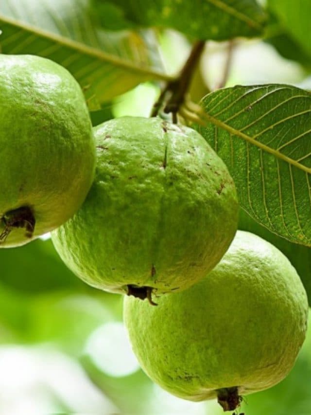 Guava: रोजाना एक अमरूद खाने के 6 फायदे