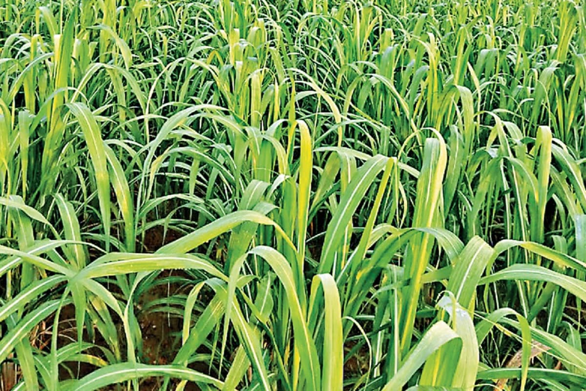 लोहरदगा में सैकड़ों एकड़ पर लहलहा रही है फसल, धान की फसल छोड़ किसानों ने गन्ने की खेती पर आजमायी किस्मत