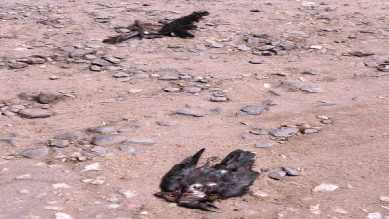 Jharkhand News : झारखंड में Methane Gas रिसाव के बाद कौओं की मौत से ग्रामीण भयभीत, Doctor ने बतायी ये वजह