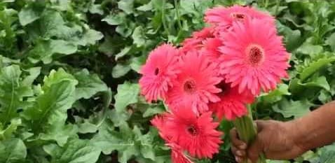 जरबेरा फूल की खेती कर आर्थिक रूप से मजबूत बन रहे हैं किसान