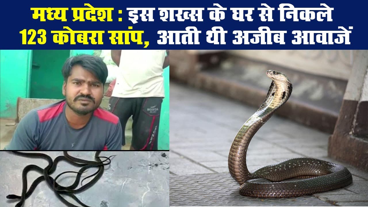 मध्य प्रदेश: इस शख्स के घर से निकले 123 कोबरा सांप