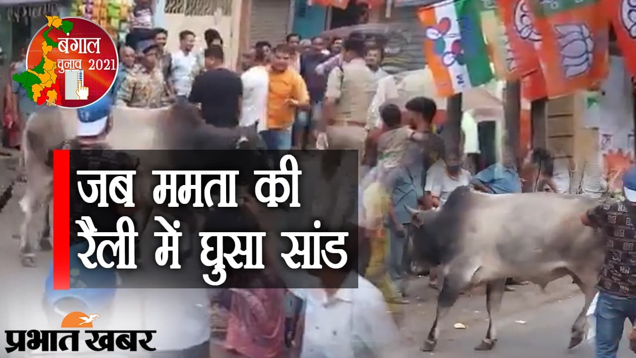 चुनाव प्रचार में जुटी ममता की रैली में ‘सांड’ की एंट्री, लोग बोले- शिवजी ने भेजा है ‘नंदी’, वीडियो वायरल