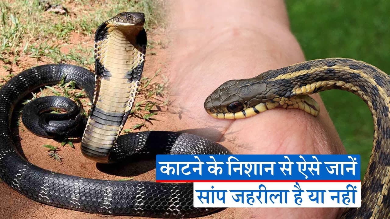 VIDEO: हर सांप के काटने से नहीं होती मौत, जानिए भारत में मिलने वाले सांपों से जुड़ी अहम बातें..