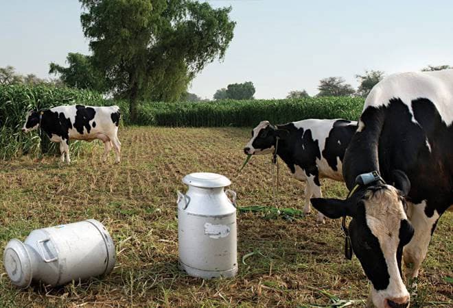 झारखंड बने दूध उत्पादन में आत्मनिर्भर, तो पांच लाख काे मिलेगा रोजगार