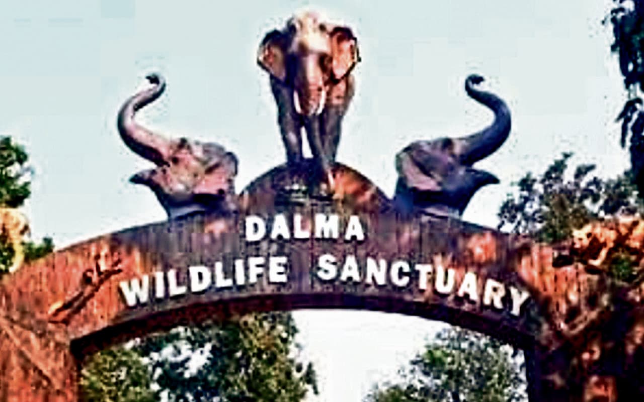 जमशेदपुर के दलमा में बनेगा ग्रासलैंड, वन्य जीवों का बढ़ेगा फूड चेन