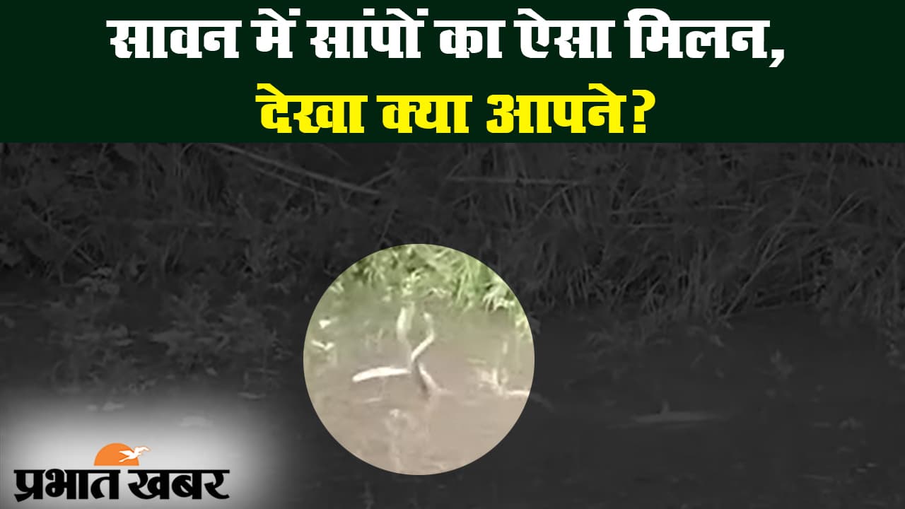 बिहार के दरभंगा जिले में दिखा सांपों का जोड़ा, मौके पर देखने वालों की लगी भीड़