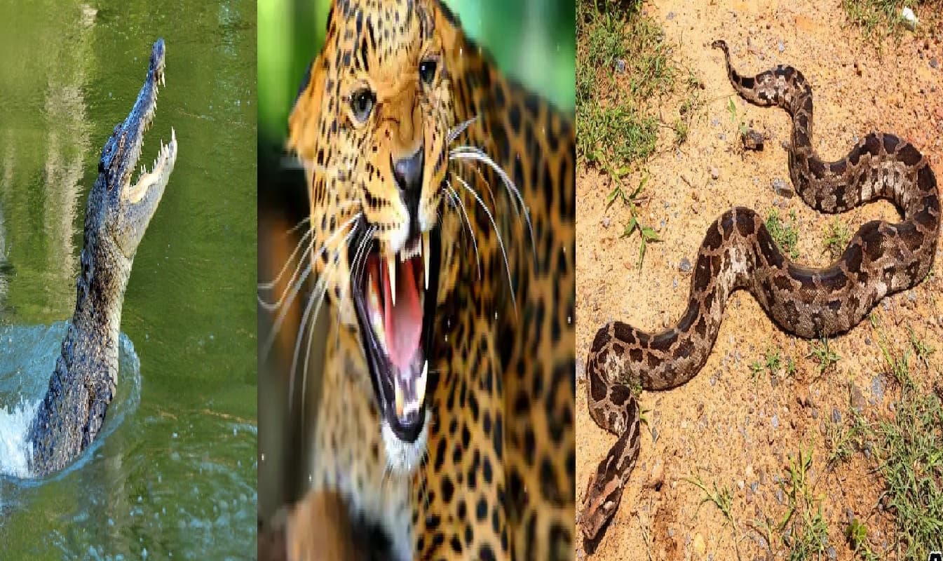 बिहार में मगरमच्छ-भालू कर रहे जानलेवा हमला, तेंदुआ व बाघ ने भी डाला डेरा, रात में खोजने निकल रहे शिकार..