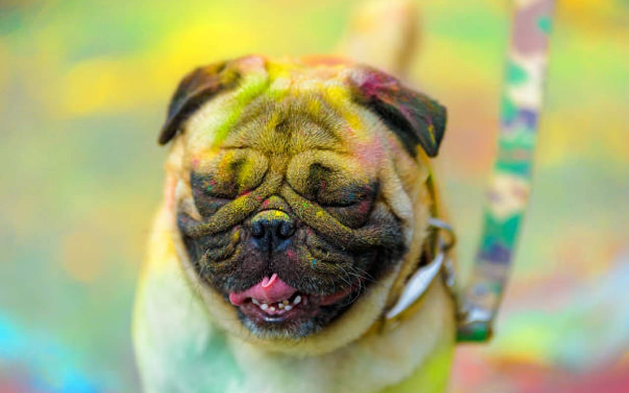 होली खेलते वक्त अपने पालतू जानवर का रखें खास ख्याल, इन बातों का रखें ध्यान