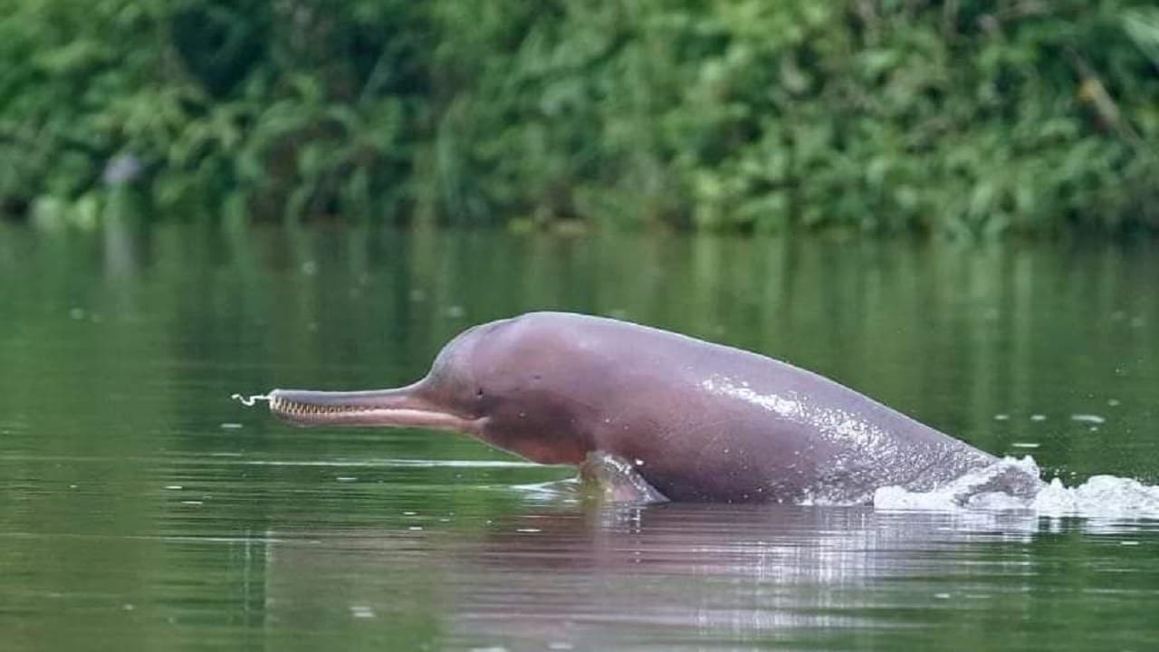 बिहार: मछुआरों को डॉल्फिन संरक्षण की मिलेगी ट्रेनिंग, पटना जू में लगेगी फोटो प्रदर्शिनी, जानें कारण