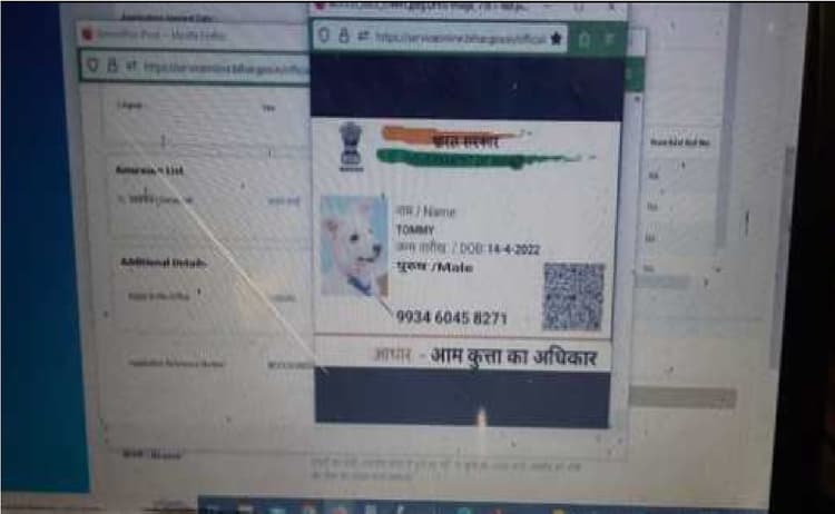 गया में कुत्ते को चाहिए Caste Certificate, टॉमी ने आधार कार्ड के साथ किया आवेदन, पिता शेरू, तो मां गिन्नी