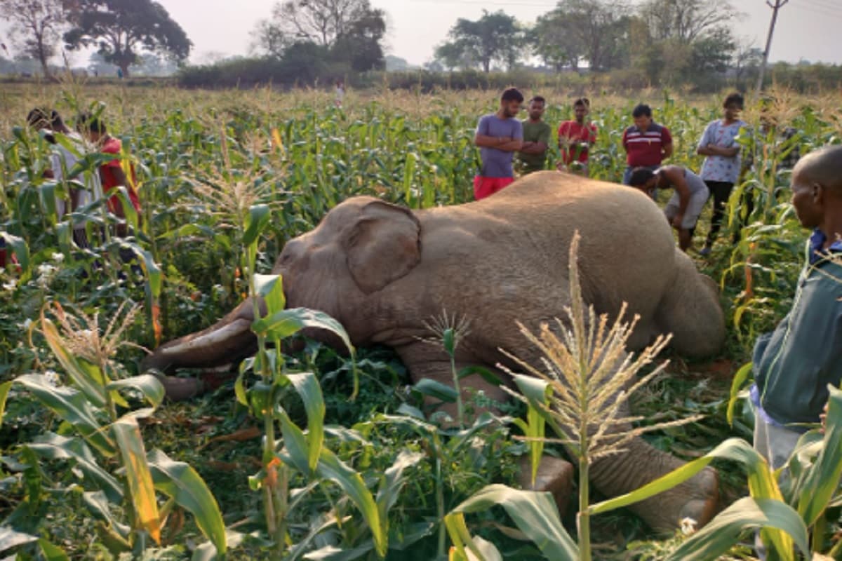 रांची के नगड़ी में मिला जंगली हाथी का शव, ग्रामीण जता रहे हैं करंट लगने की आशंका
