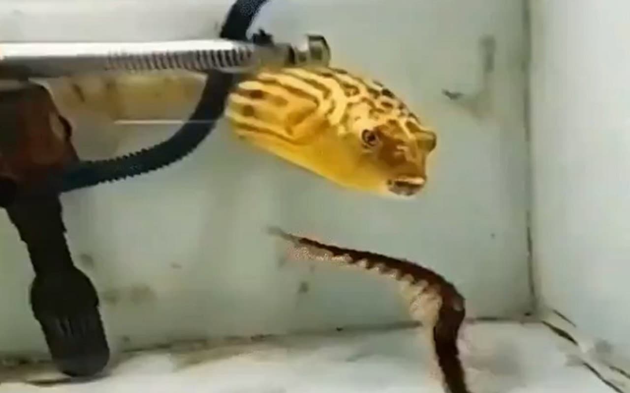 Fish Viral Video: पल भर में सांप और बिच्छू खा गई ये मछली, देखें ये वायरल वीडियो