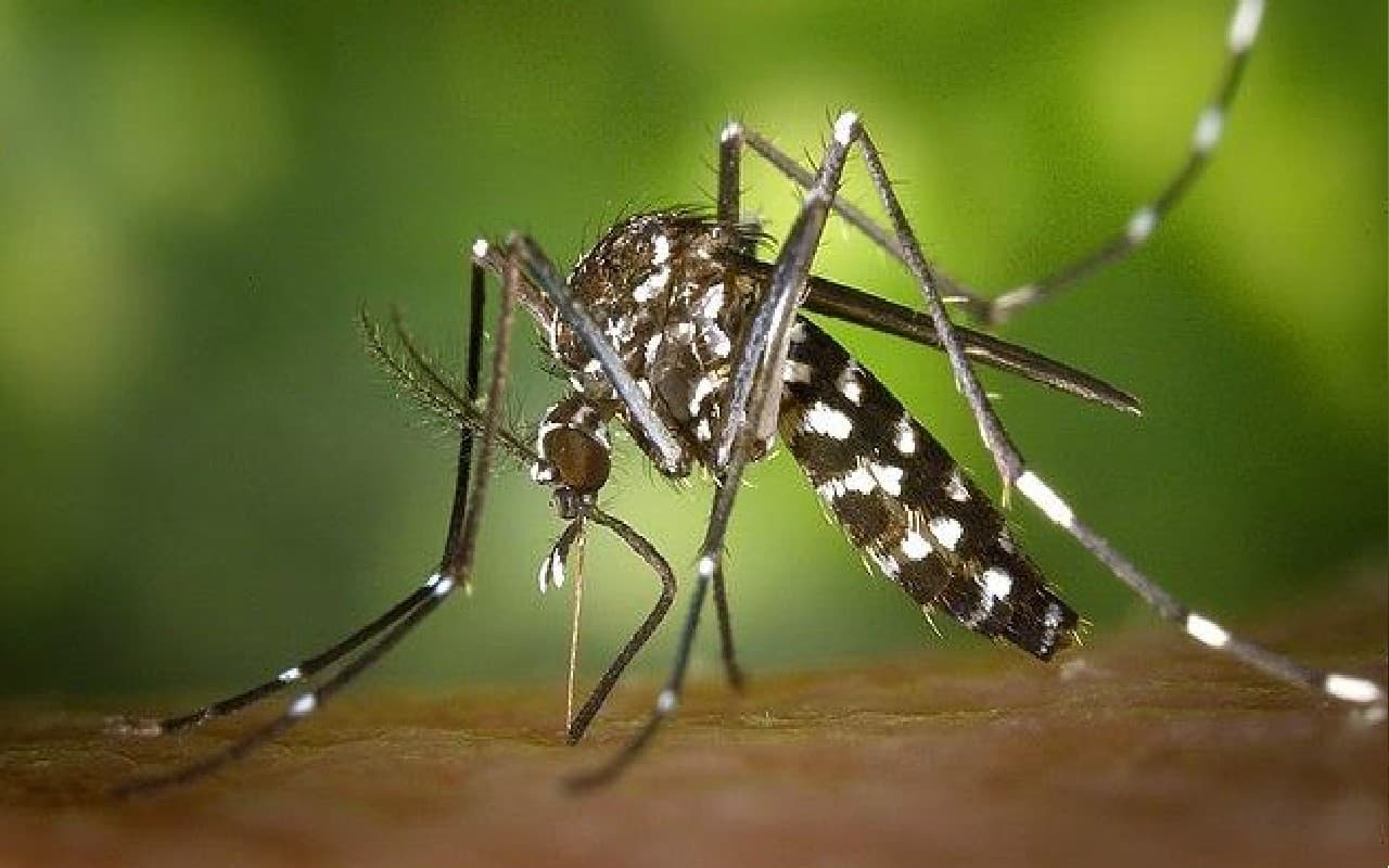Dengue : तापमान गिरा पर डेंगू के मामले नहीं घटे, अब पांव पसार रहा मलेरिया, प्रशासन की बढ़ी परेशानी