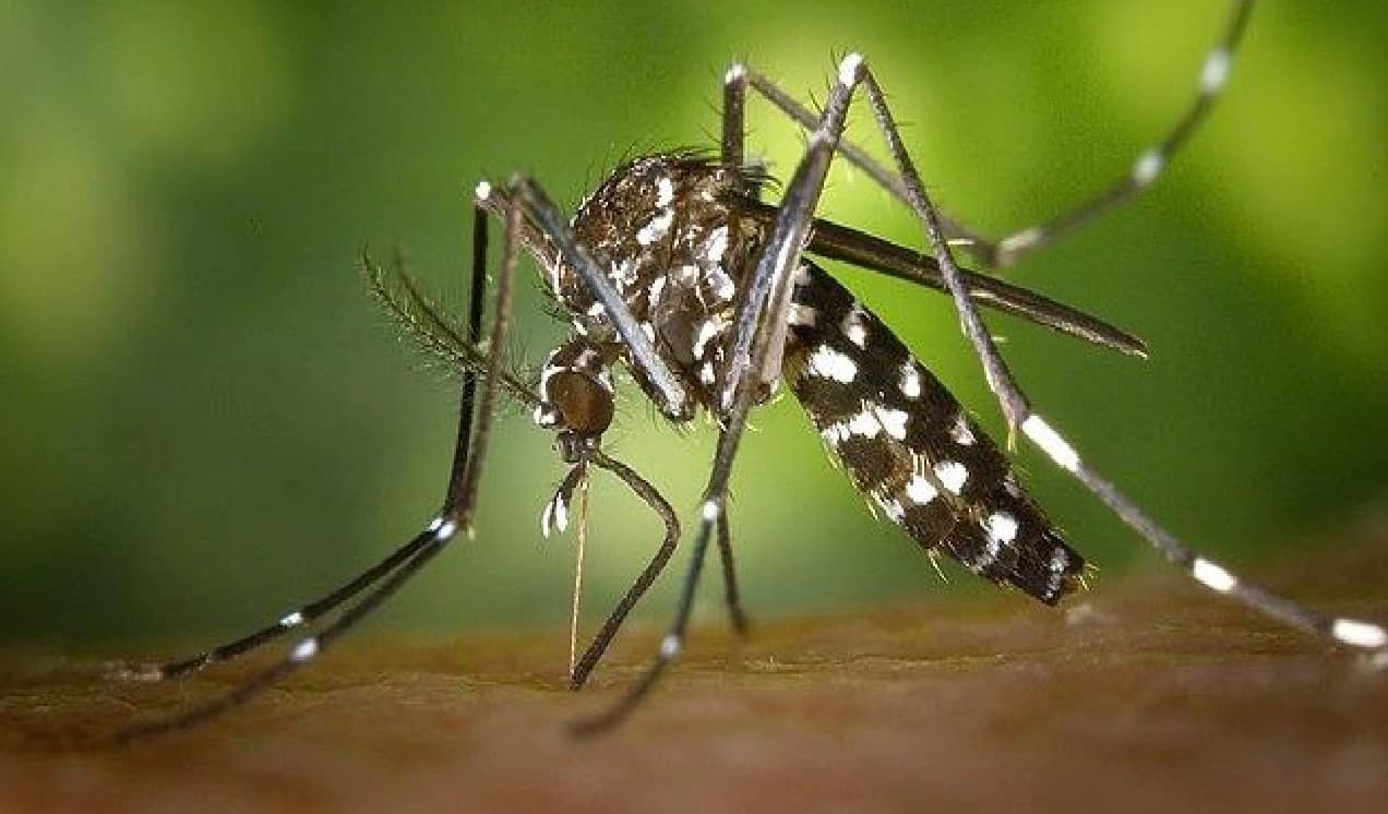 बिहार में नहीं थम रहा डेंगू का प्रकोप, 13500 के करीब पहुंची मरीजों की संख्या, 24 घंटे में मिले 250 संक्रमित