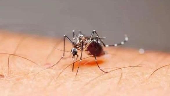 Gorakhpur News: सीएम सिटी में डेंगू का प्रकोप, लगातार बढ़ रही मरीजों की संख्या, स्वास्थ्य महकमा हुआ अलर्ट