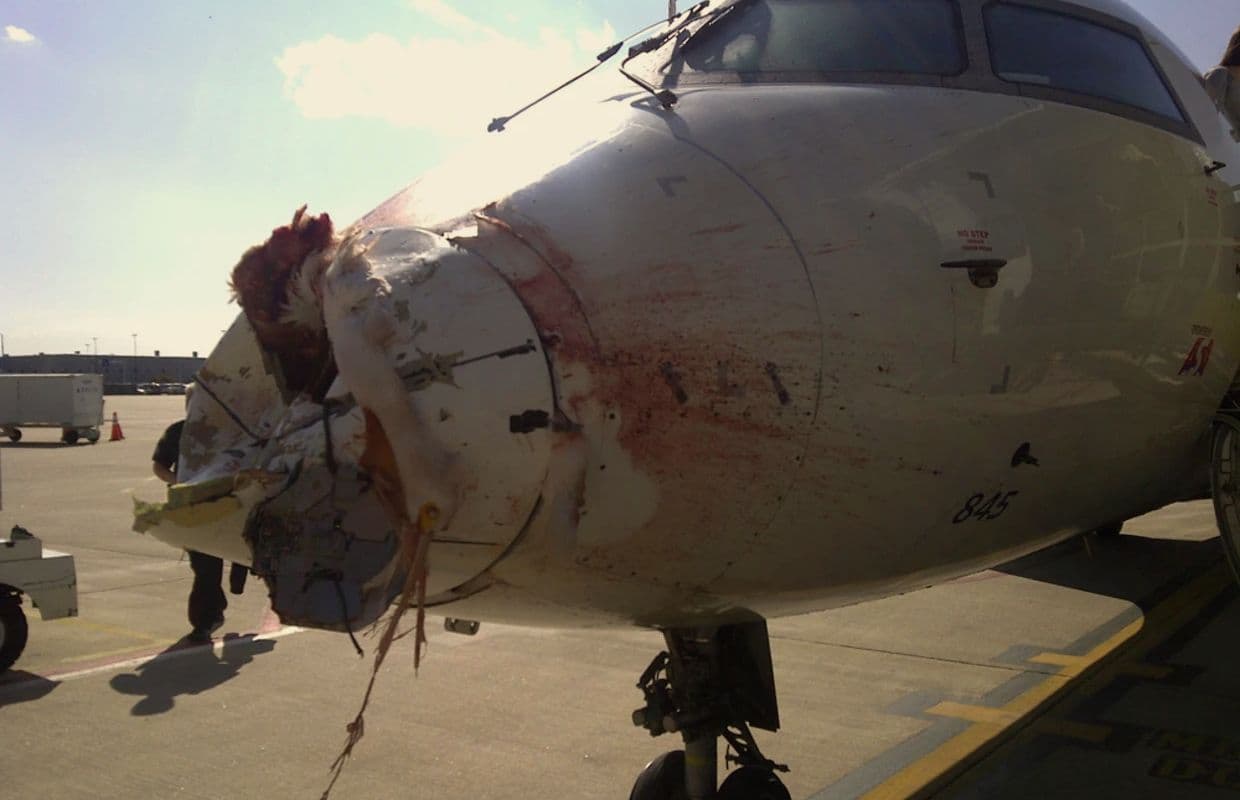 DGCA Guidelines: विमानों को पक्षियों की टक्कर से बचाने के लिए डीजीसीए ने जारी किये दिशानिर्देश