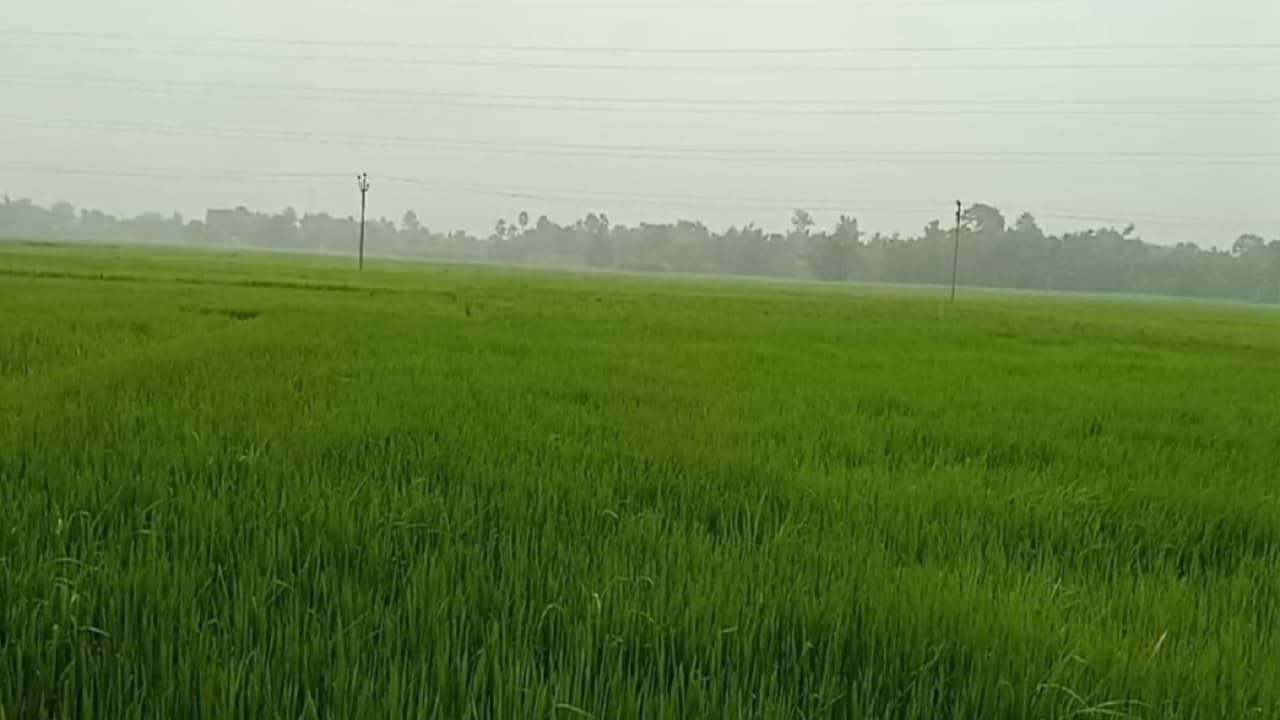 Bihar: मधुआ कीड़ों ने जमुई के किसानों को किया तबाह, खेत में ही सूख गई हरी-भरी धान की फसल