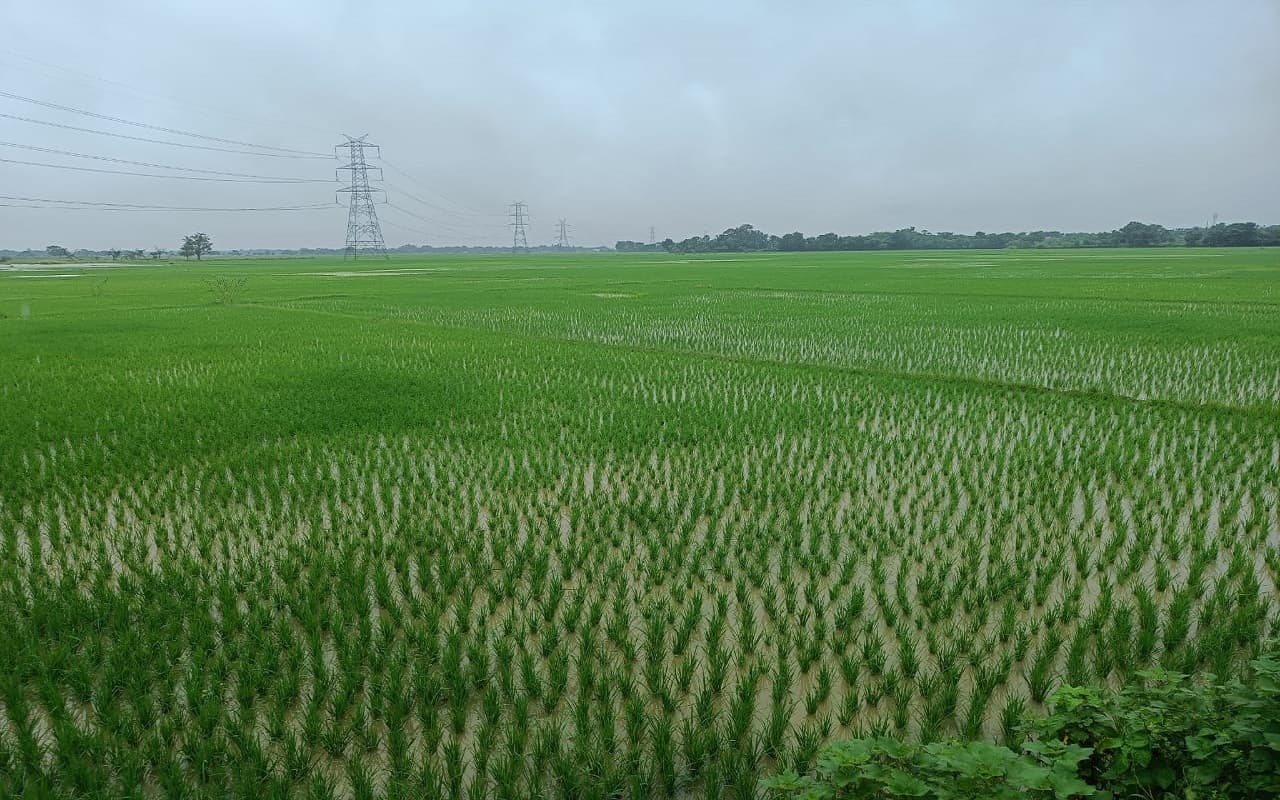 झारखंड में सुखाड़ की आशंका के बीच लगातार बारिश से बहरागोड़ा में 68 फीसदी धनरोपनी, खेतों में हरियाली