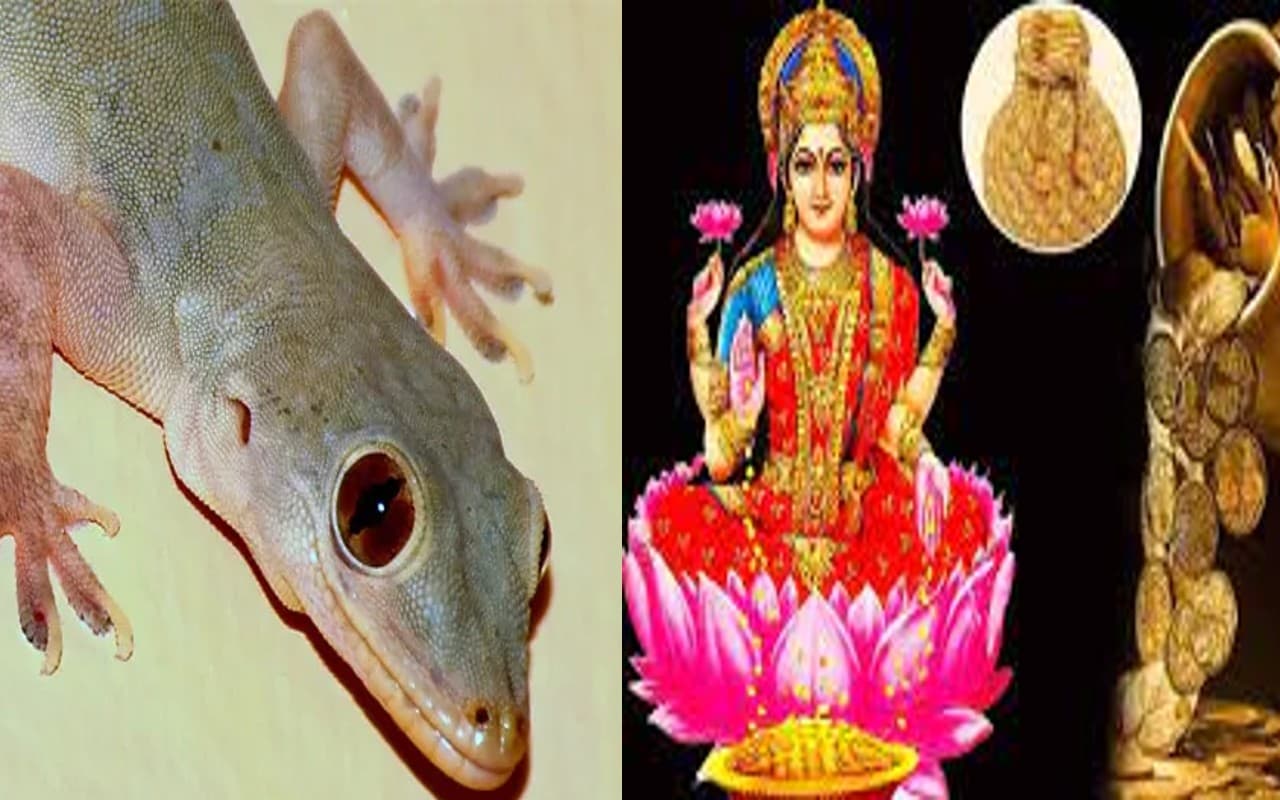 घर के मंदिर और किचन में छिपकली का दिखना होता है शुभ, और आपके शरीर पर...