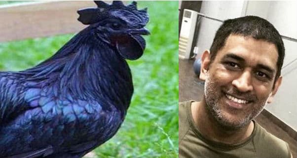 यहां से एम एस धोनी के रांची स्थित फार्म पहुंचा कड़कनाथ मुर्गा, जानिए खासियत