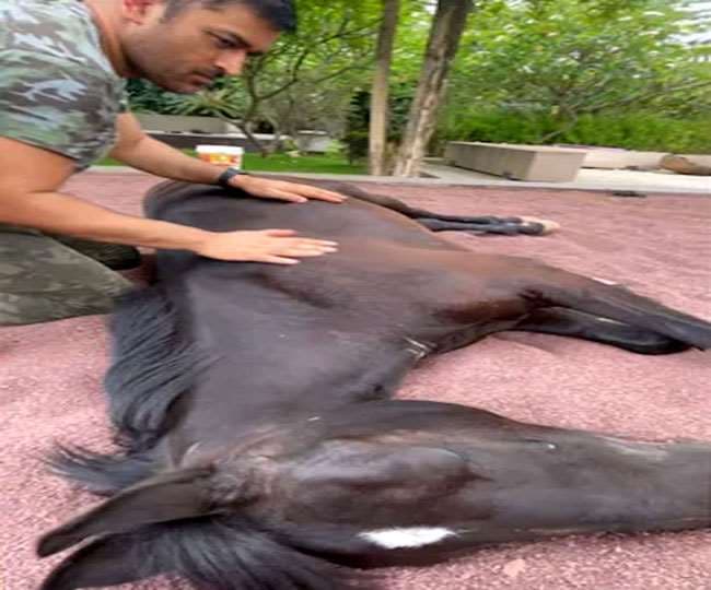 मारवाड़ी नस्ल का है MS Dhoni का घोड़ा चेतक, राजपूत योद्धा जंग में करते थे इस्तेमाल, कीमत जान कर हैरान हो जाएंगे आप