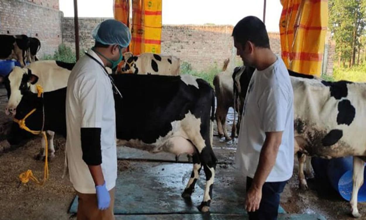 गाय की नई नस्ल तैयार कर रहे हैं धौनी, झारखंड के किसानों को मुफ्त में देने की है योजना