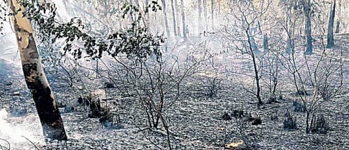 अजूबा : बड़कागांव के सूर्य मंदिर स्थित तीन-चार पेड़ों से निकल रहे हैं धुएं