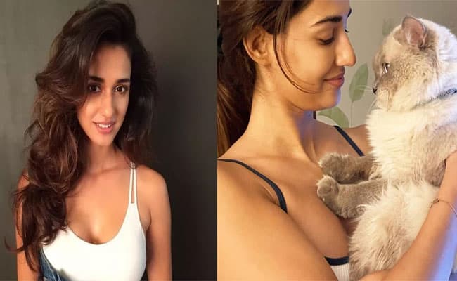 Disha Patani ने अपनी कैट्स पर बरसाया प्यार, फैंस बोले अगले जनम मोहे बिल्ली कीजो . . .