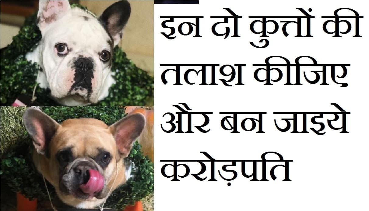 इन दो कुत्तों को ढूंढ़िये और पायें साढ़े तीन करोड़ से ज्यादा का इनाम