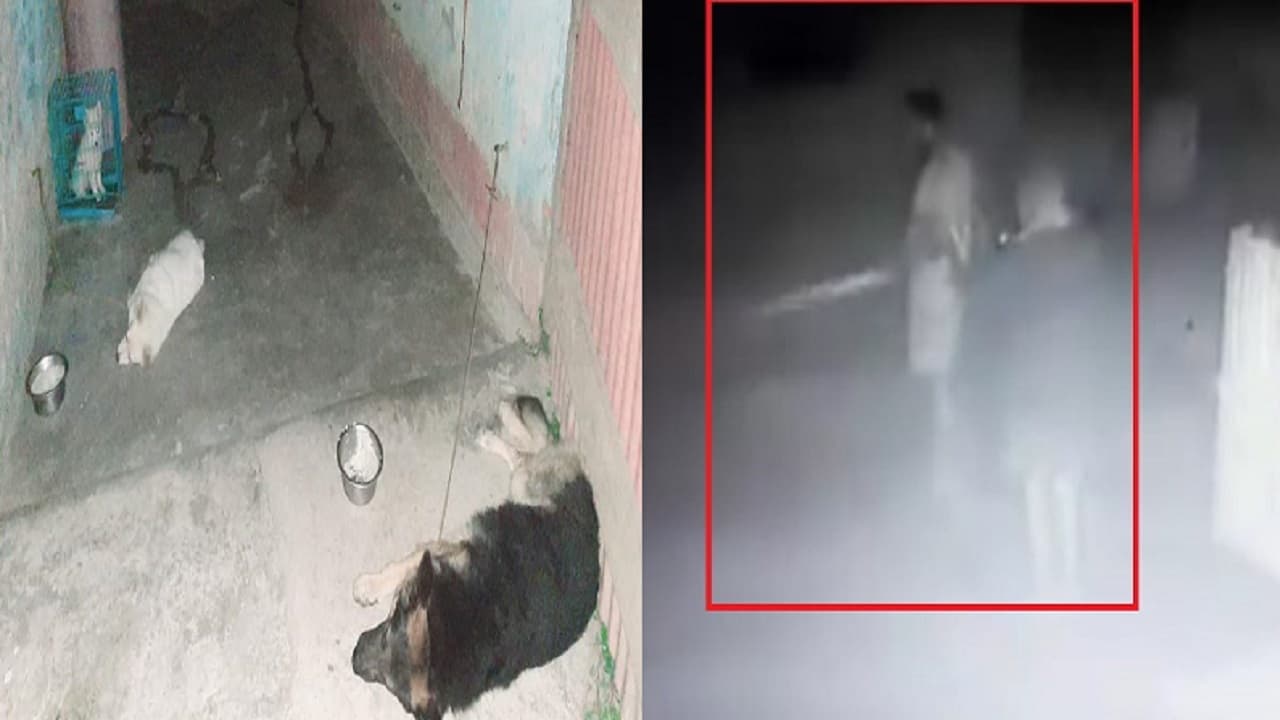 बिहार में विषैले रसेल वाइपर सांप को पालतू कुत्तों ने दरवाजे पर रोका, आधी रात को ऐसे टली बड़ी अनहोनी…