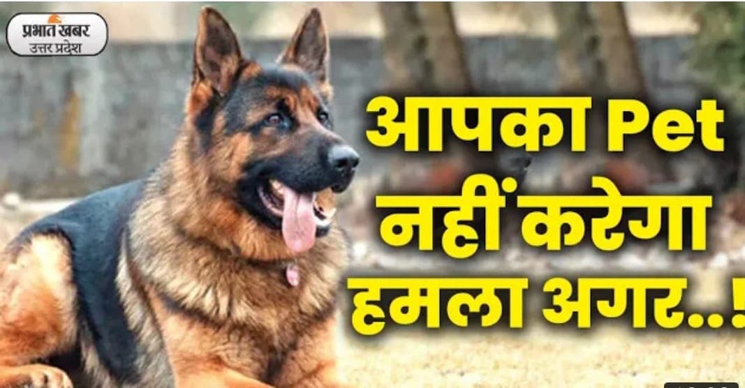 Dog Attack: डॉग कब कर सकते हैं हमला, जानें क्या कहते हैं विशेषज्ञ
