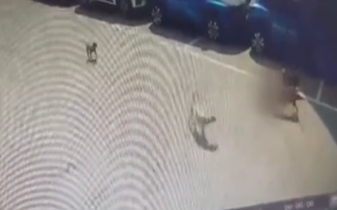 कुत्तों ने बच्चे पर किया हमला, बचाने के लिए कोई नहीं था आस-पास, चली गयी जान, वीडियो वायरल