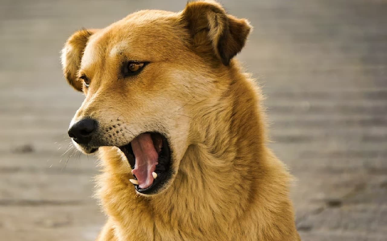 Noida: आज से नोएडा में महंगा पड़ेगा पालतू कुत्ते का शौक, काटा तो मालिक पर लगेगा जुर्माना