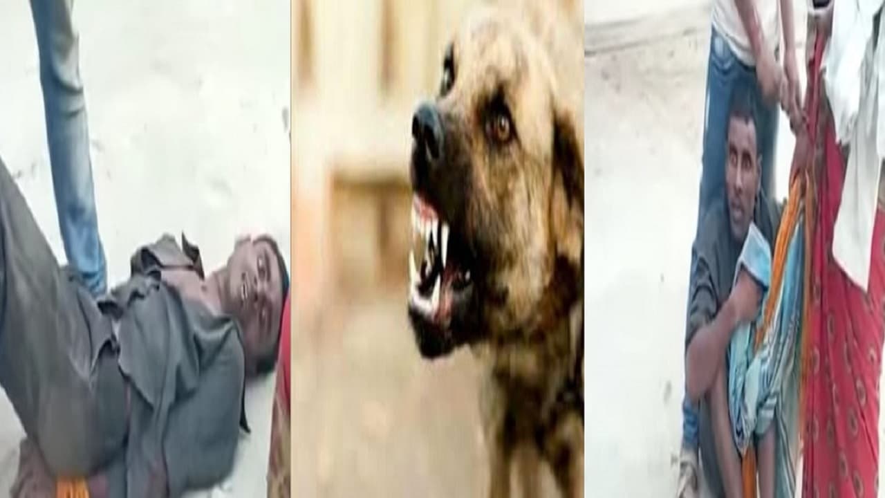 Bihar: वफादार 'बादशाह' की कब्र के पास ही 4 दिनों से डटा है 'एंथोनी', साथी कुत्तों ने भी खाना-पानी त्यागा