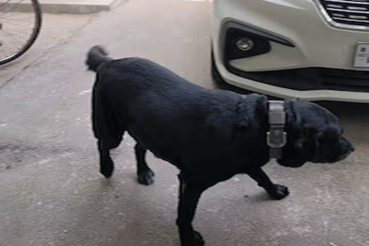 'डॉलर को जल्दी से अंदर करो', क्यों यह सुनकर लालू से पूछताछ करने पहुंची CBI की टीम पहले अलर्ट हुई, फिर डर गई ?