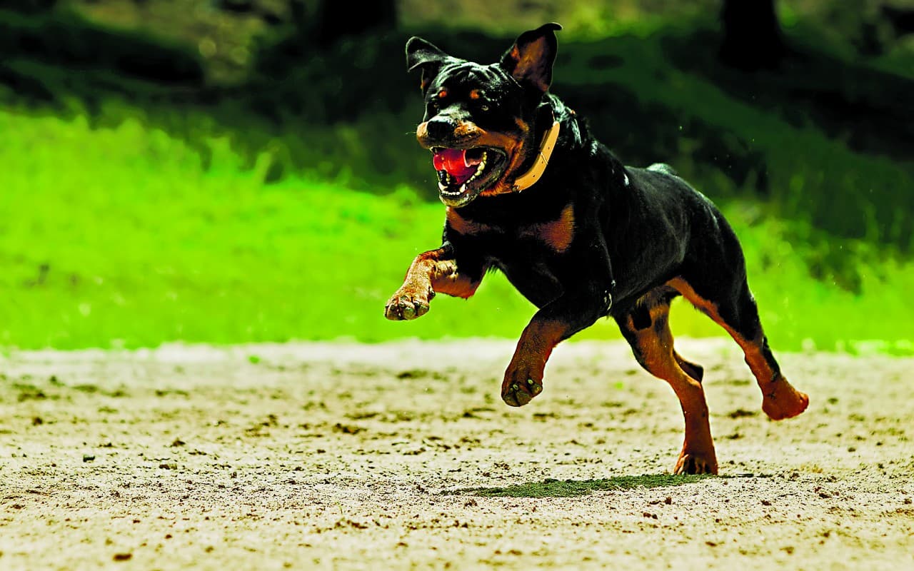 रांची में वफादार हो रहे हमलावर, तेजी से बढ़ रहा डॉग बाइट का मामला