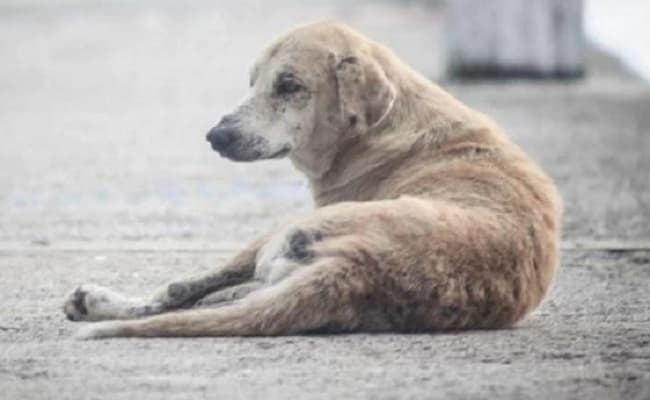 UP News Update : आजमगढ़ में रहस्यमय बीमारी से बड़ी संख्या में कुत्तों की मौत, दहशत में ग्रामीण