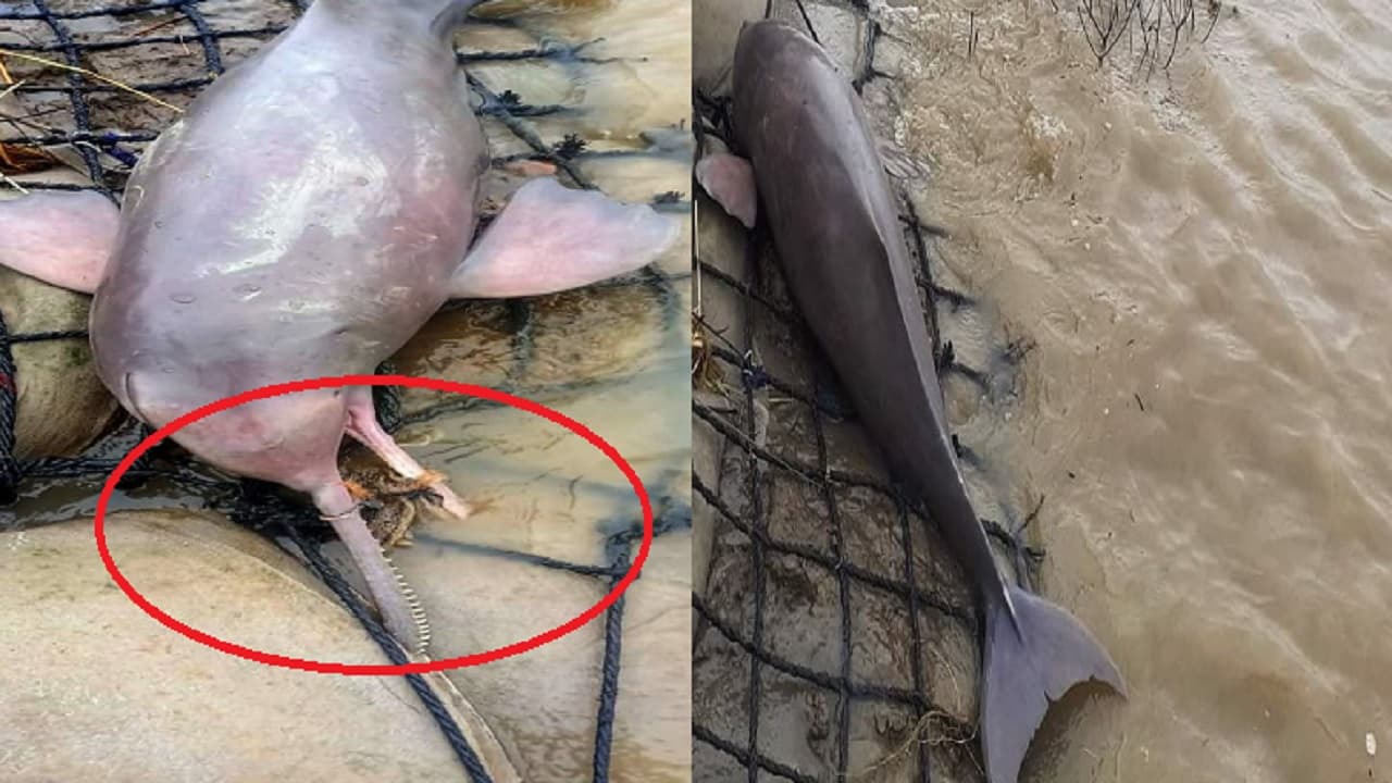Bihar News: भागलपुर की गंगा में फिर मिली मरी हुई डॉल्फिन, चोंच में लगे जाल से उठे सवाल, मौत या शिकार?