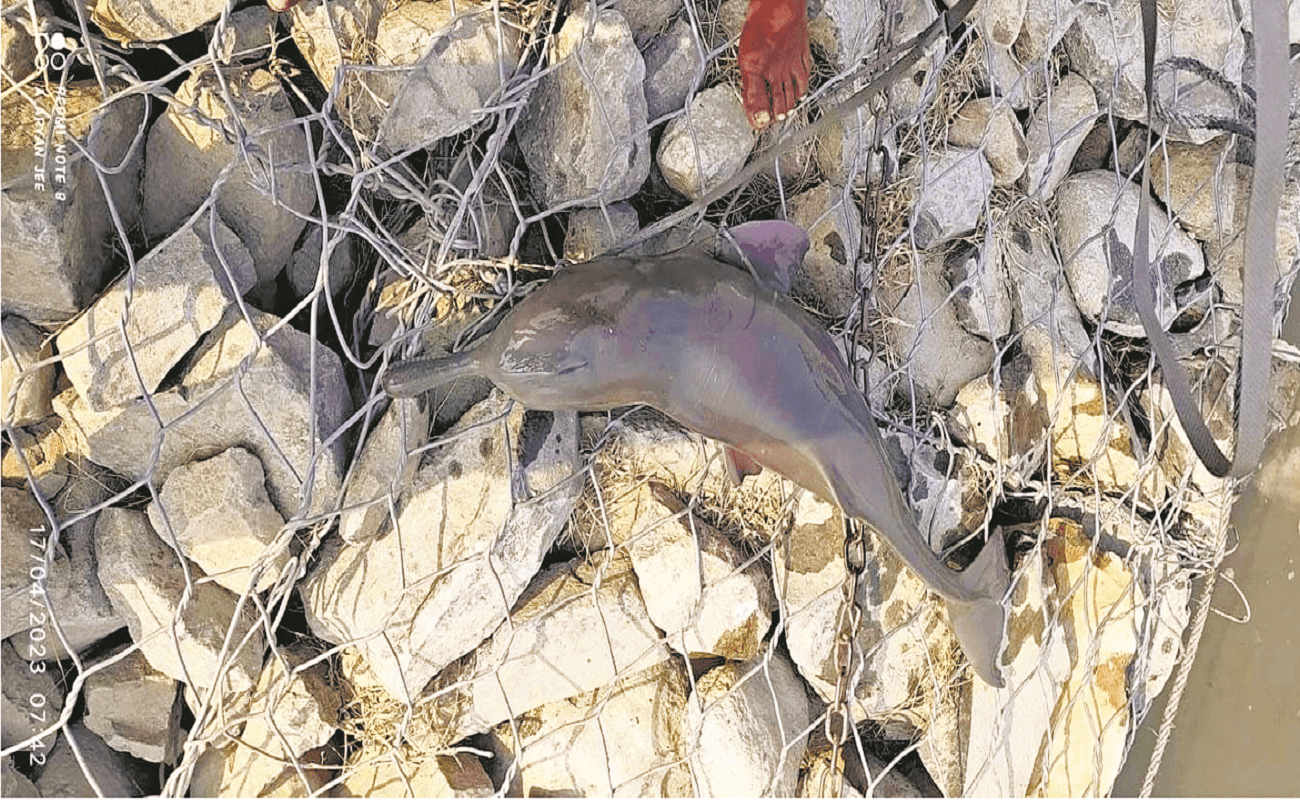 सुपौल में मछली समझ कर बच्चों ने पकड़ा डॉल्फिन, ग्रामीण युवाओं ने कोसी नदी में छोड़ा