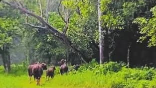 बाघ के हमले में गाय की मौत, जंगल के बाहरी क्षेत्र में गौरों के आने से ग्रामीणों में दहशत